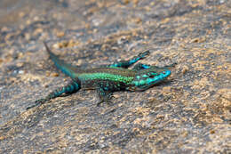 Image of Mitchell's Flat Lizard