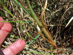 Image de Albuca fragrans Jacq.