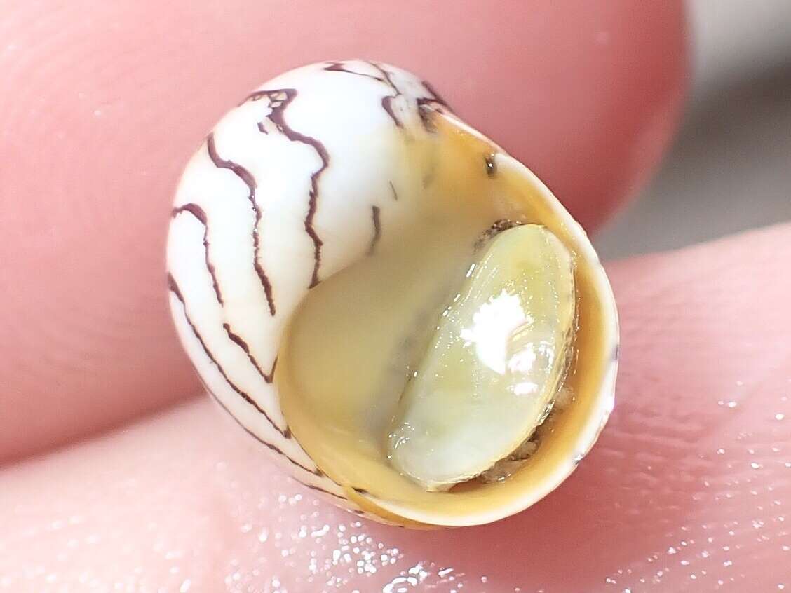 Image of Zebra nerite