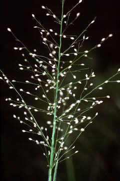 Image of Broom Rosette Grass