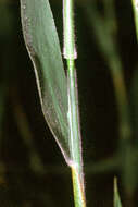 Image of Broom Rosette Grass