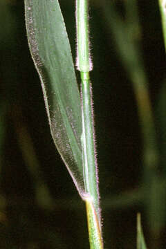 Plancia ëd Panicum scoparium Lam.