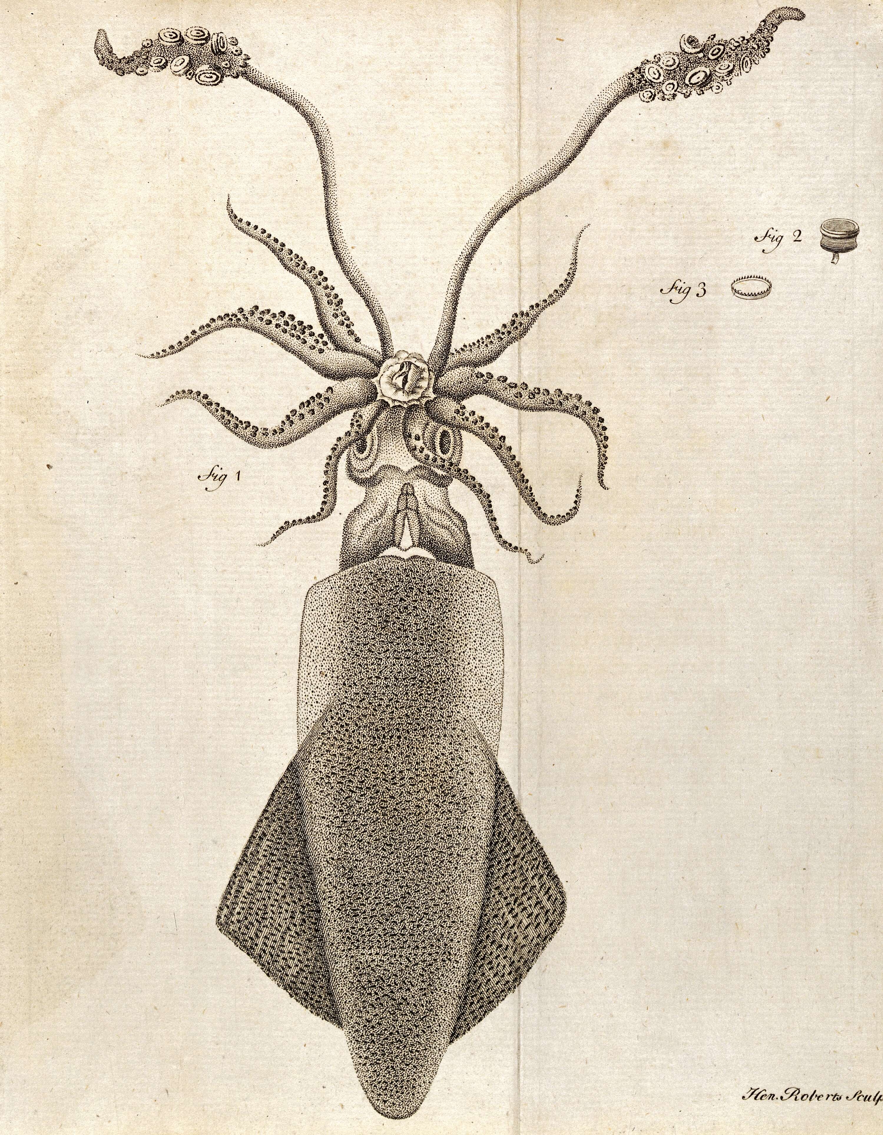 Image of Decapodiformes Young, Vecchione & Donovan 1998