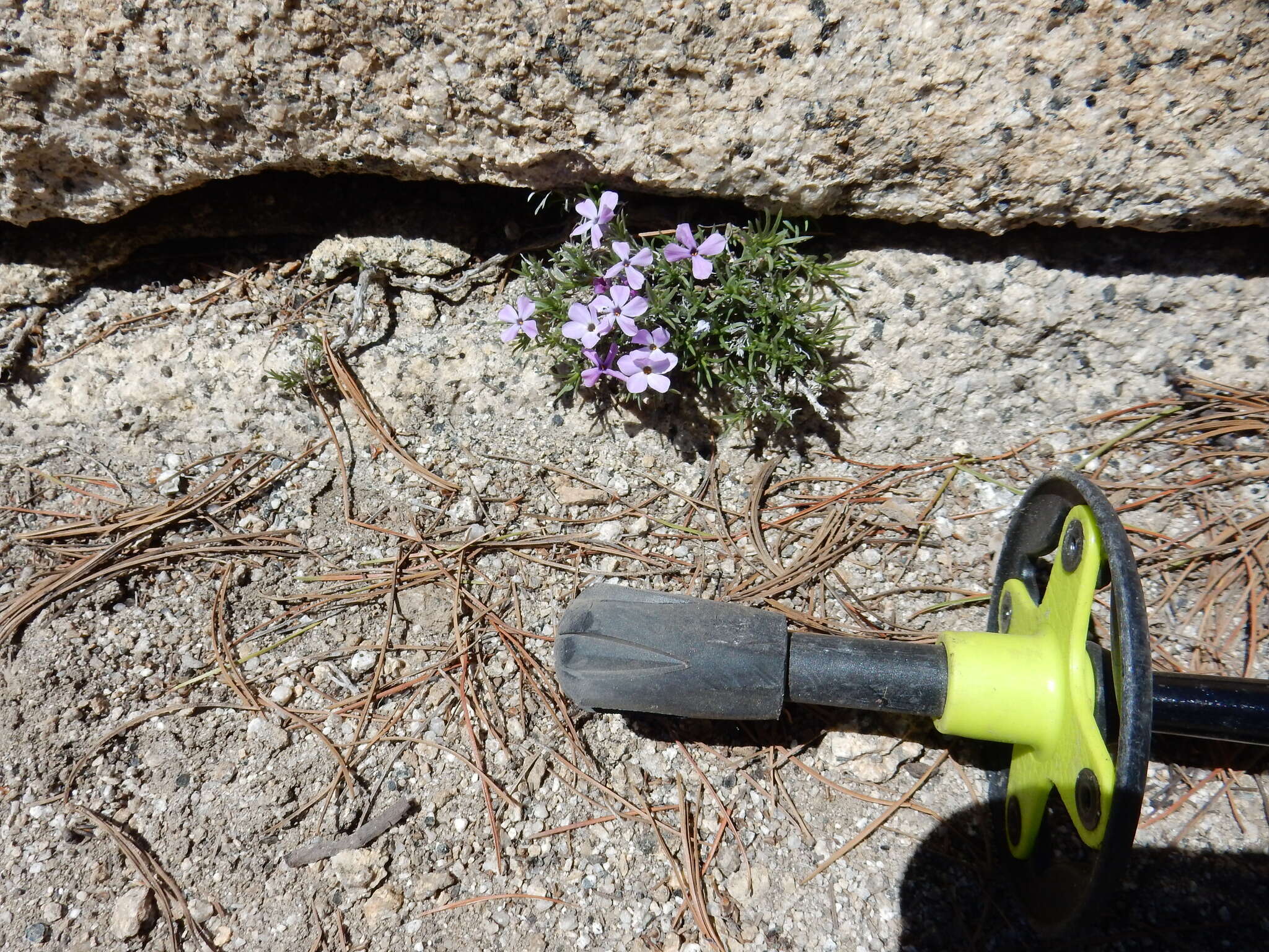 Imagem de Phlox diffusa Benth.