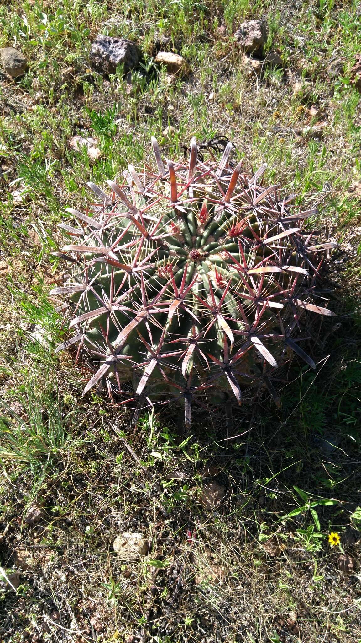 Image of Ferocactus latispinus (Haw.) Britton & Rose