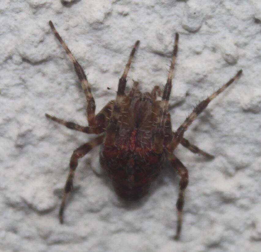 Image of Garden spider