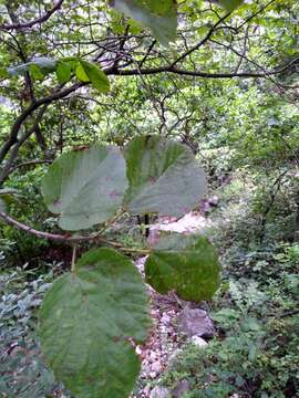 Image of Tilia americana var. mexicana (Schltdl.) J. W. Hardin