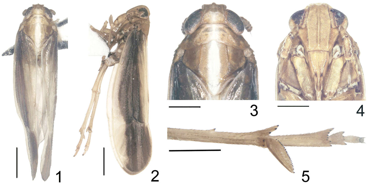 Image of Kakuna taibaiensis