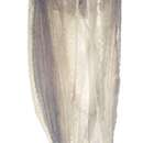 Image of Kakuna taibaiensis