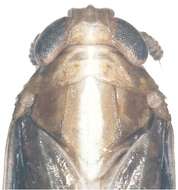 Image of Kakuna taibaiensis