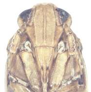 Image of Kakuna taibaiensis