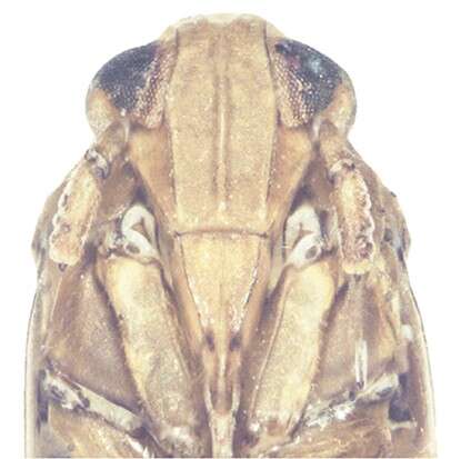 Image of Kakuna taibaiensis