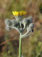 Image of Pilosella procera (Fr.) Sch. Bip., F. W. Schultz & Sch. Bip.