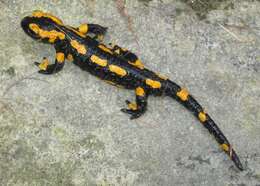 Image of Common Fire Salamander