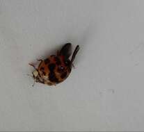 Image of Harlequin Ladybird