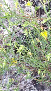 Image of Fumana ericifolia Wallr.