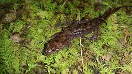 Image of Seal Salamander