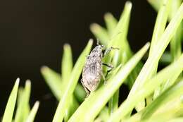 Image of Polydrusus (Eurodrusus) pilosus Gredler 1866