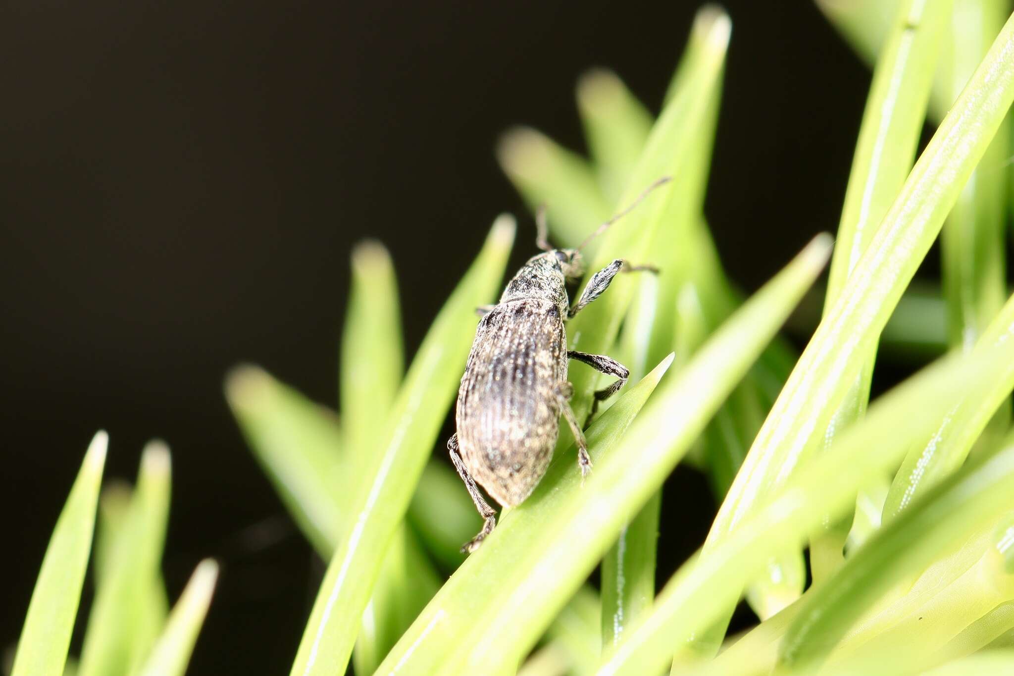 Image of Polydrusus (Eurodrusus) pilosus Gredler 1866