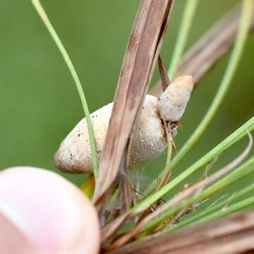 Plancia ëd Testicularia