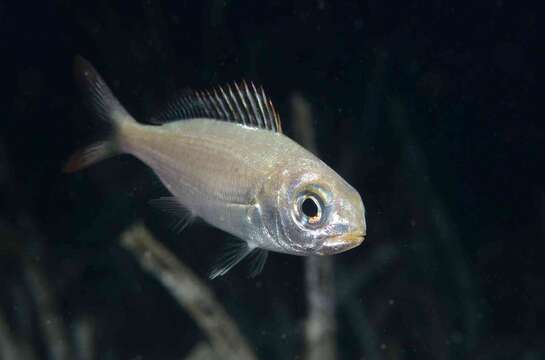 Image of Auxillary seabream