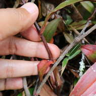 صورة Nepenthes rhombicaulis Sh. Kurata