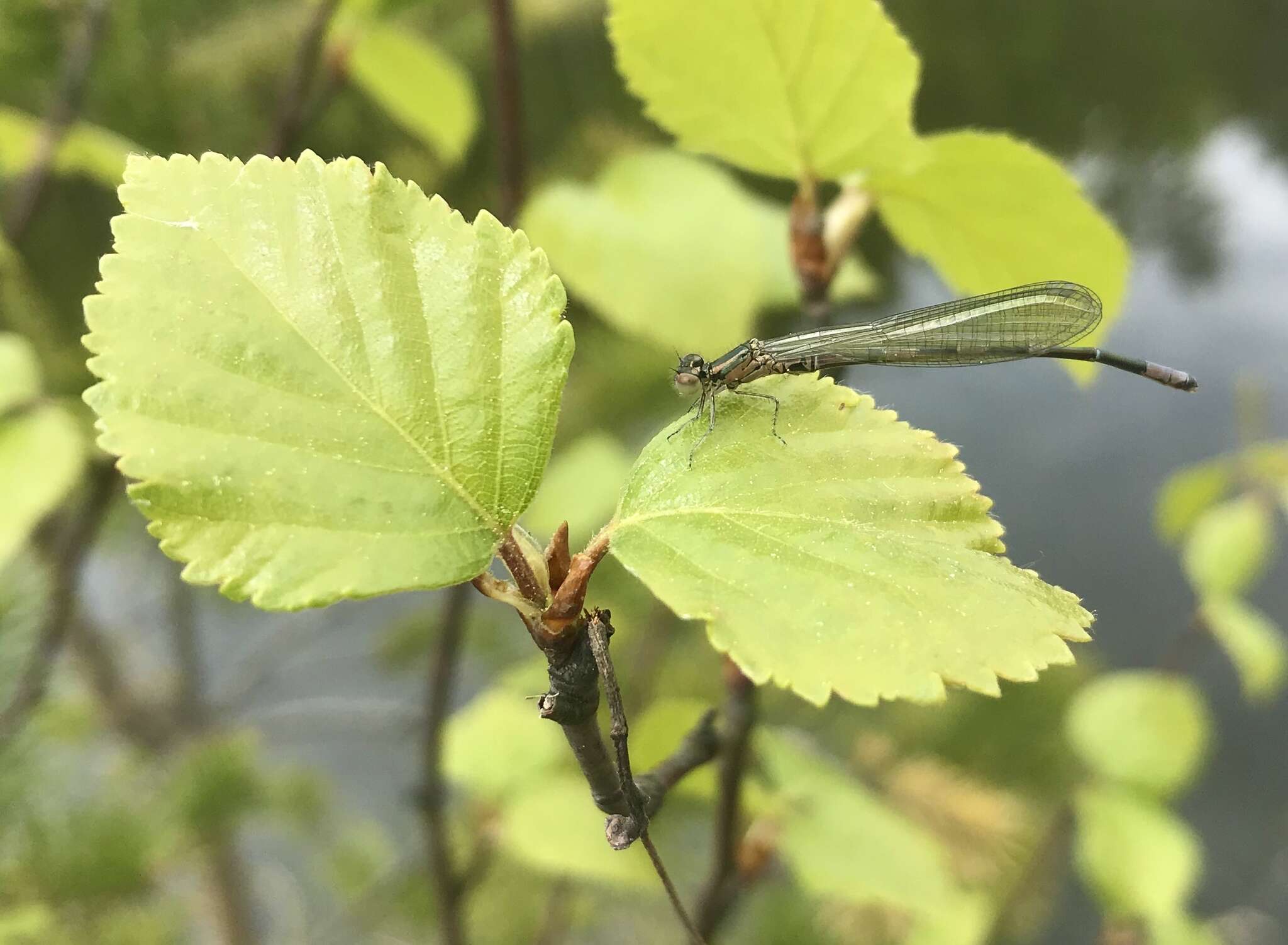 Plancia ëd Coenagrion johanssoni (Wallengren 1894)