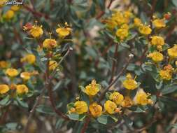 Image of Euphorbia hierosolymitana var. ramanensis (Baum) Zohary