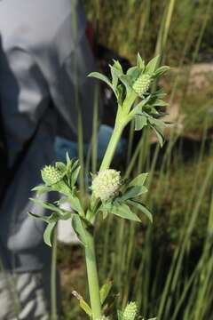 Image de Eryngium divaricatum Hook. & Arn.