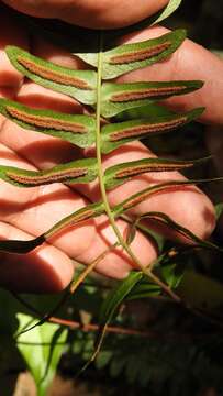 Image of palm fern