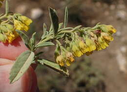 Image of Hermannia holosericea Jacq.