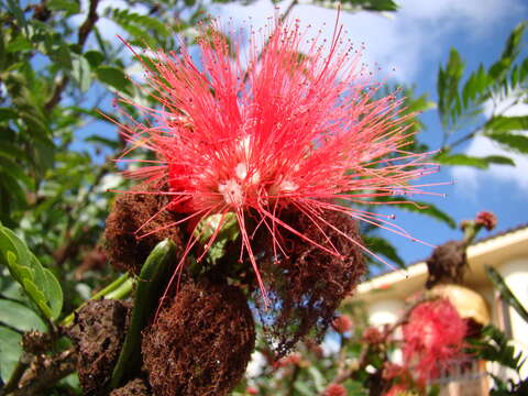 Image of Calliandra dysantha Benth.