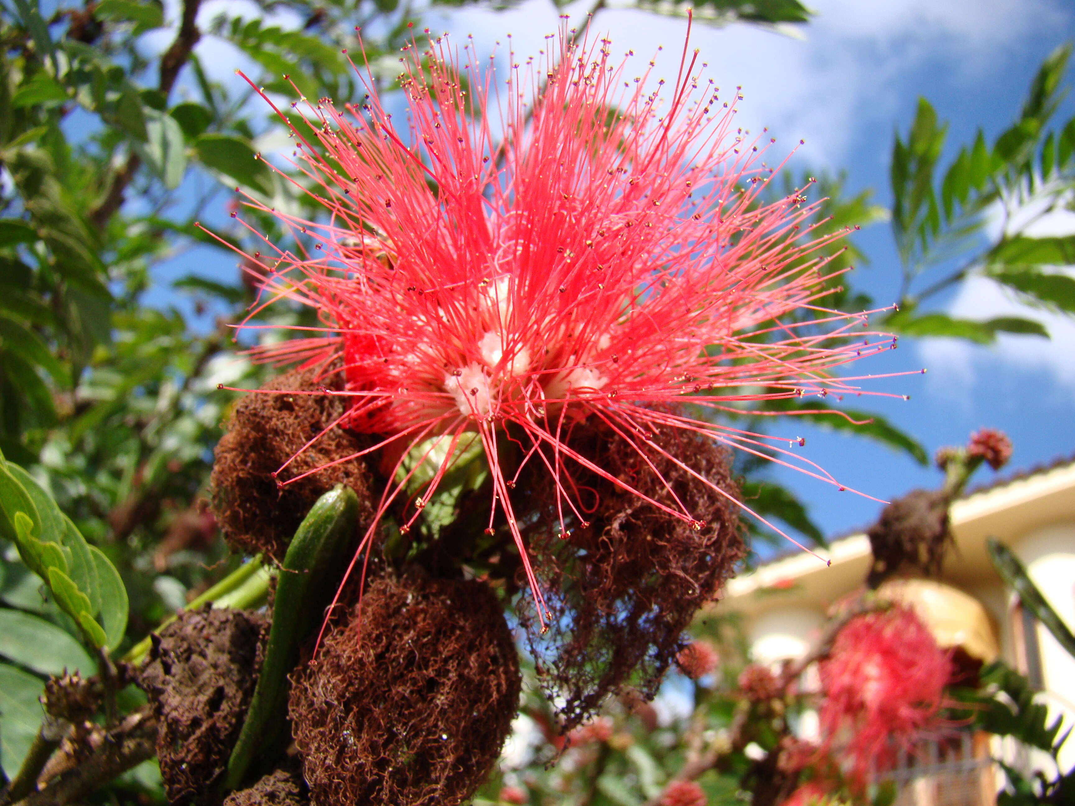 Calliandra dysantha Benth.的圖片