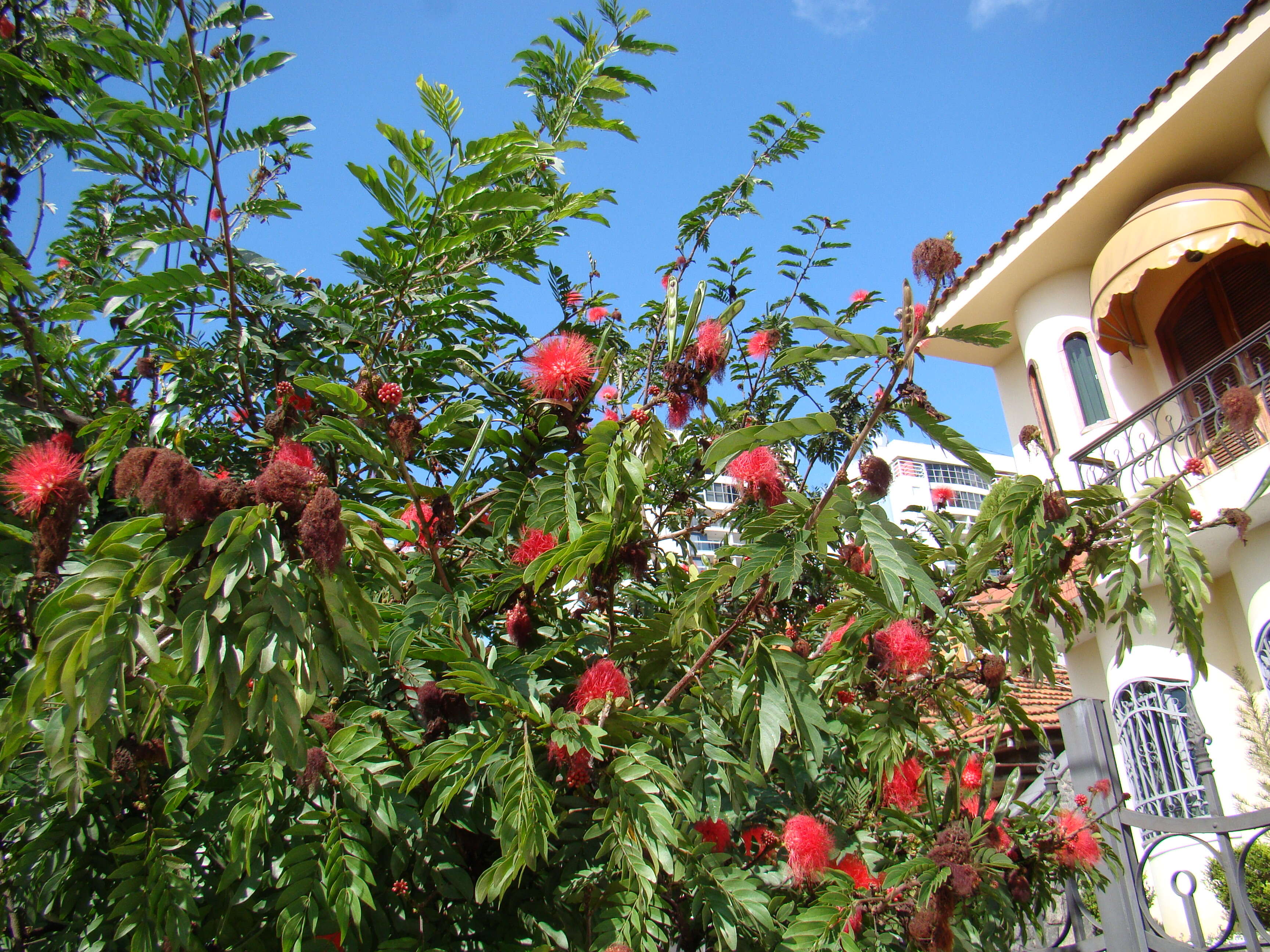 Image of Calliandra dysantha Benth.