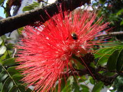 Calliandra dysantha Benth.的圖片