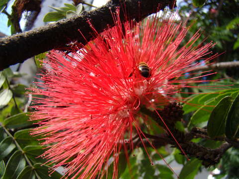 Image of Calliandra dysantha Benth.