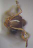 Image de Lasius psammophilus Seifert 1992