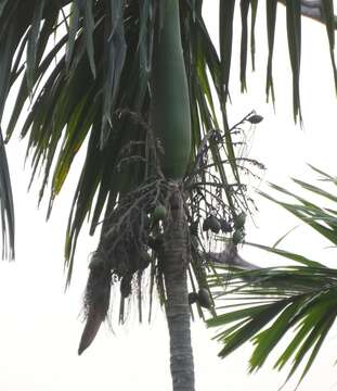 Image of betel palm