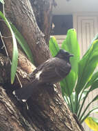 Image of Red-vented Bulbul