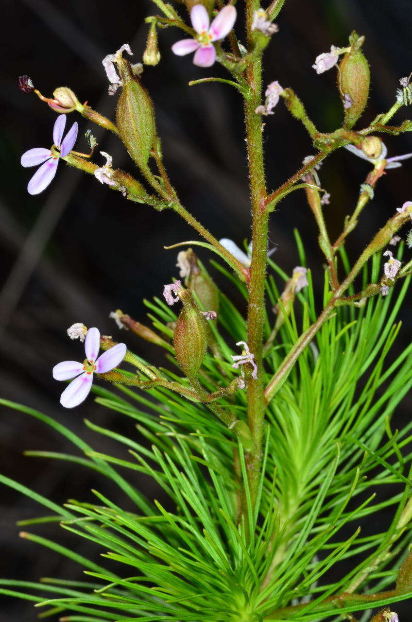 Image of Stylidium laricifolium Rich.