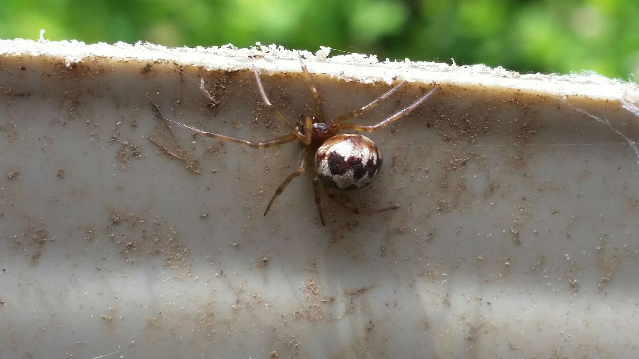 Image of Triangulate cobweb spider