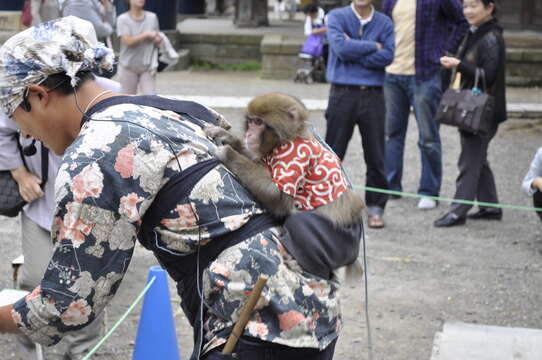 Image de Macaque Japonais