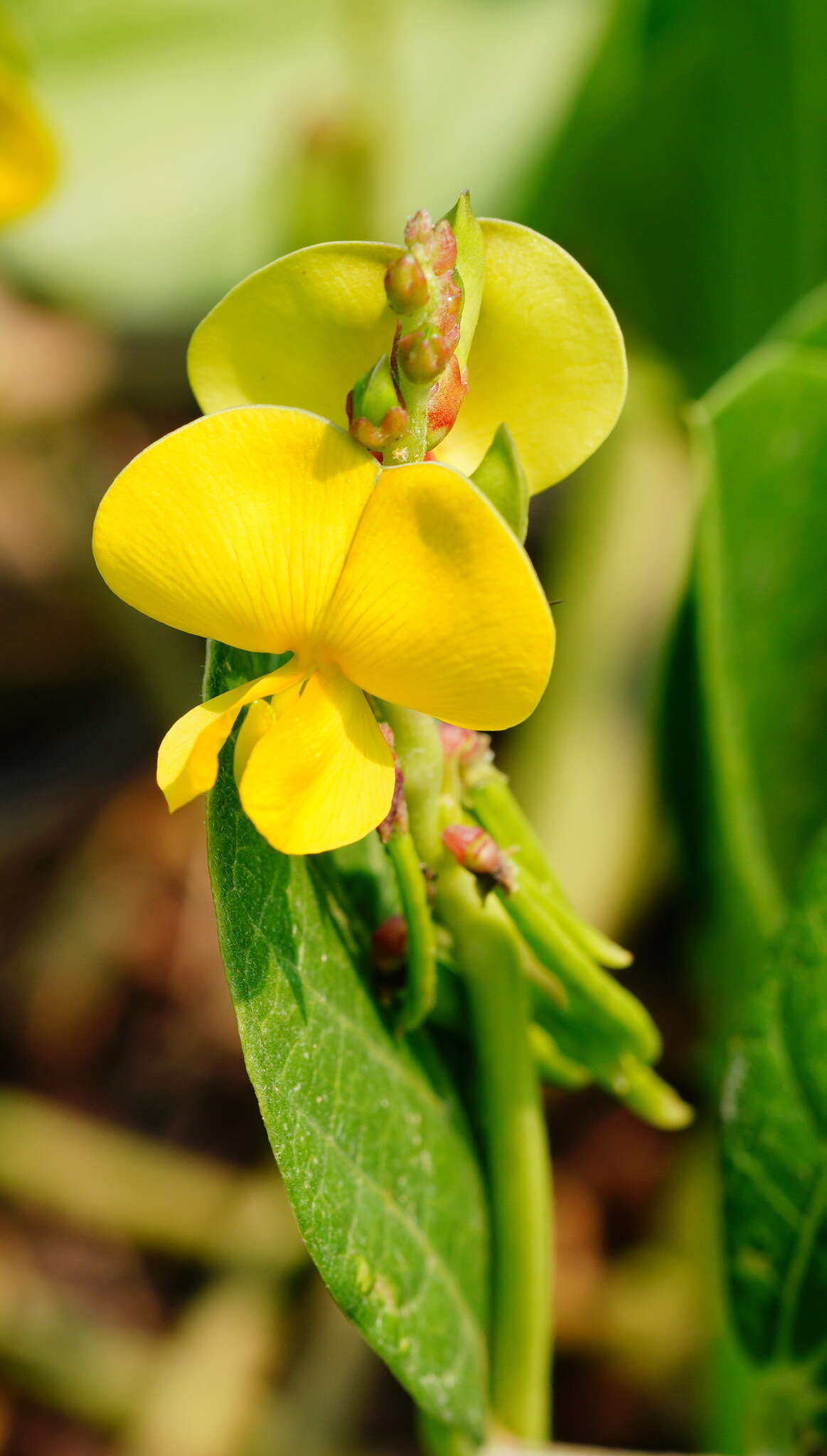 Imagem de Vigna marina (Burm.) Merr.