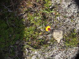 Image de Isotropis cuneifolia (Sm.) B. D. Jacks.