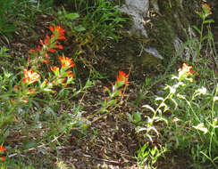 Image of harsh Indian paintbrush