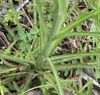 Image of <i>Lactuca <i>graminifolia</i></i> var. graminifolia