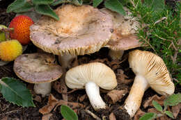 Image of Russula cistoadelpha M. M. Moser & Trimbach 1981