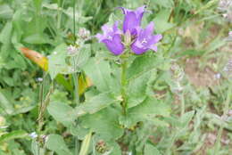 Imagem de Campanula glomerata subsp. hispida (Witasek) Hayek