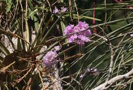 Image of Broughtonia lindenii (Lindl.) Dressler