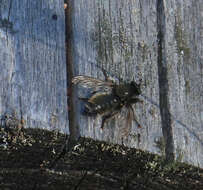 Image of Laphria flava (Linnaeus 1761)